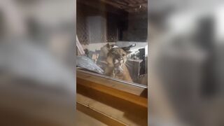 Mountain Lion Stalking You in your Garage is Crazy