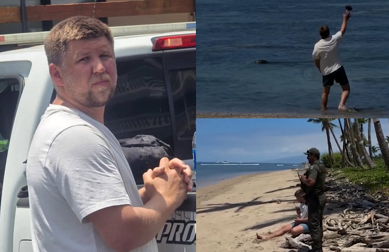 Man throws a rock at endangered monk seal on Maui, Maui Mayor vows full prosecution