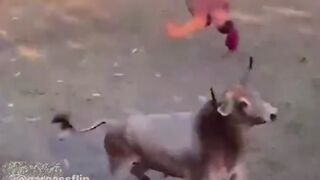 Man tries to do a Backflip over a Bull...and Lands It!