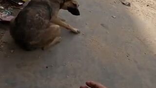I'm not Crying, Are you Crying? Solider Finds Dog in Gaza!! (Happy Ending)