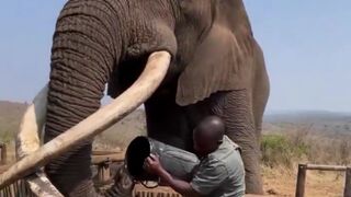 The Question is: Is this the Largest Elephant Walking the Earth?