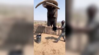 The Question is: Is this the Largest Elephant Walking the Earth?