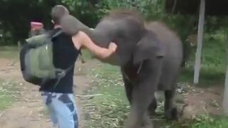 Elephant can Bitch Slap too...