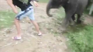 Elephant can Bitch Slap too...