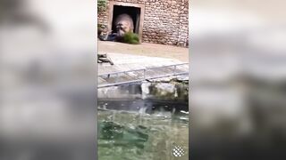 Zookeeper learns a Lesson: Whatever he did to Piss Off this Hippo He will Never Do It Again lol