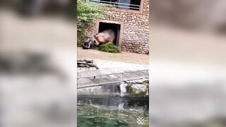 Zookeeper learns a Lesson: Whatever he did to Piss Off this Hippo He will Never Do It Again lol