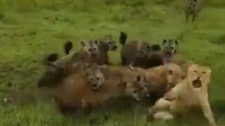 Lioness being Attacked by Hyena Clan is Quickly Rescued by her Pride