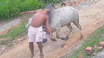 Bull Attack Caught On CCTV