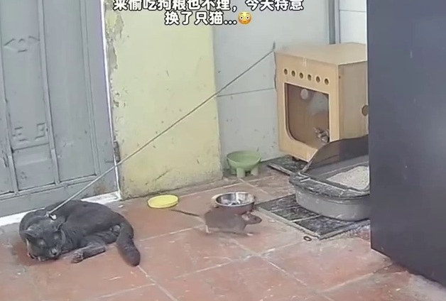 Owner replaces his Dog with a Cat to get rid of Rats