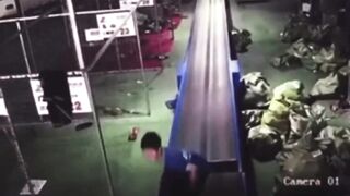 Oh No....Little Asian Worker gets Sucked into Conveyor System