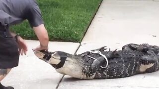 Justice Served: Gator Knocks out the Trapper who is Taunting Him and Showing Off