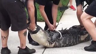 Justice Served: Gator Knocks out the Trapper who is Taunting Him and Showing Off