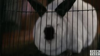 Kinkiy Rabbit