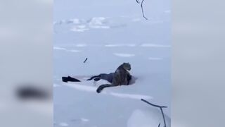 Snow leopards possess a bite force of around 500 PSI and can take down prey 3x their