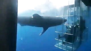 Great White Shark Kills Itself trying to Eat People in Cage, this Sucks