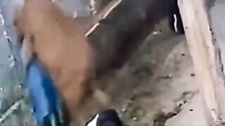 Bull attempts to Rape Man who got too Close (Enjoyed it?)