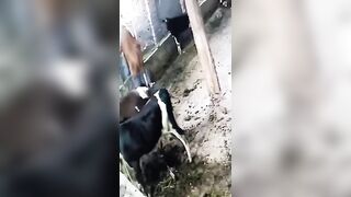 Bull attempts to Rape Man who got too Close (Enjoyed it?)