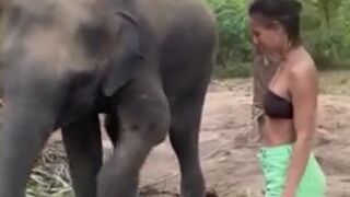 Girl tries to make friends with an elephant and finds out