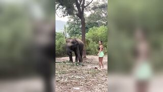 Girl tries to make friends with an elephant and finds out