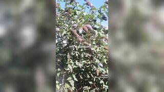 “I’ve grown crops for DECADES… this year it just STOPPED.” - No bees. No butterflies. No birds.