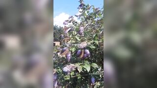 “I’ve grown crops for DECADES… this year it just STOPPED.” - No bees. No butterflies. No birds.