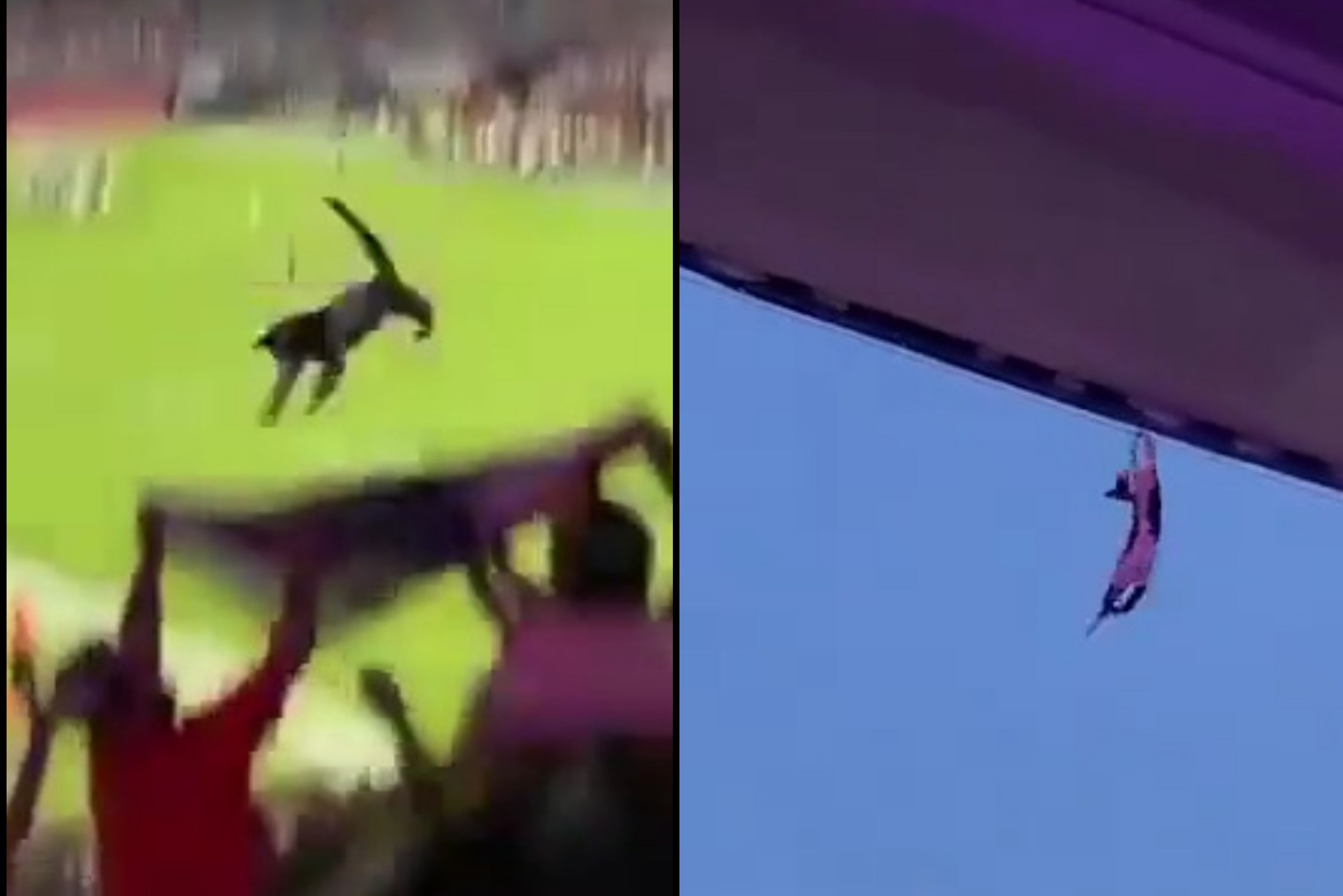 A cat fell from a stadium roof and was caught by a fan flag.