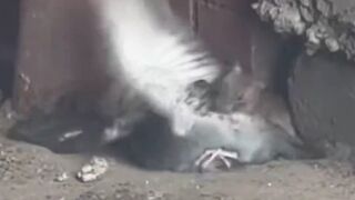 Those NYC rats hit different. I have never seen a rat get a bird before.