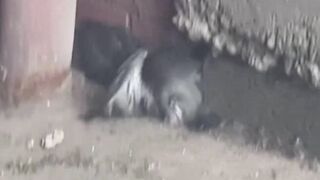 Those NYC rats hit different. I have never seen a rat get a bird before.