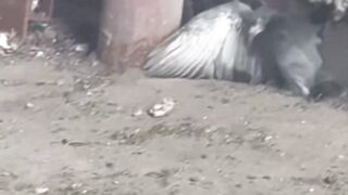 Those NYC rats hit different. I have never seen a rat get a bird before.