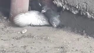 Those NYC rats hit different. I have never seen a rat get a bird before.