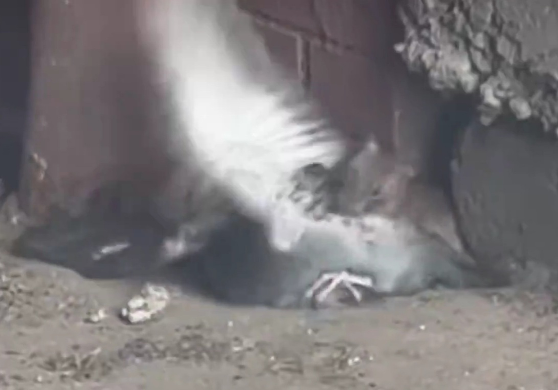 Those NYC rats hit different. I have never seen a rat get a bird before.