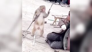 Murder Monkey . . . has had enough