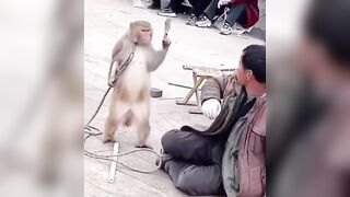 Murder Monkey . . . has had enough
