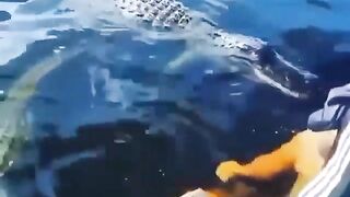 Swimming with Florida Gators