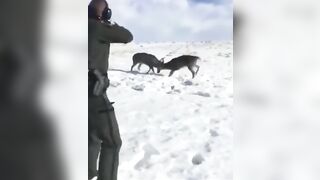 Expert Marksman Freed Two Deer Stuck Together with One Perfect Shot
