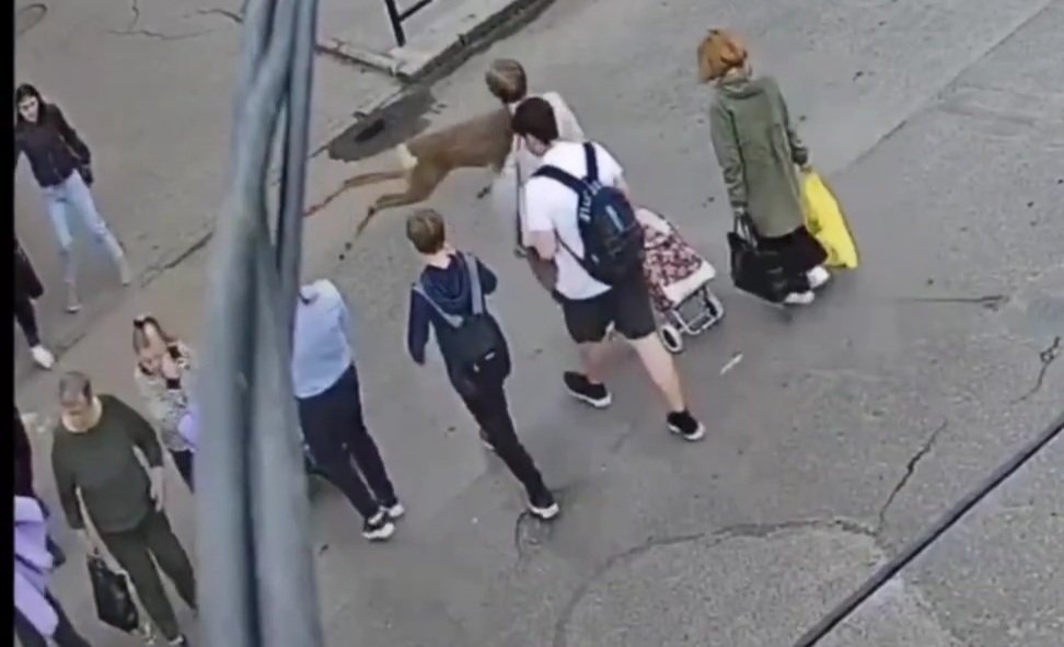 Deer takes out woman crossing the street in Ukraine