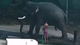 Silly Elephant Keeper Pays with his Life trying to get an Elephant to Move