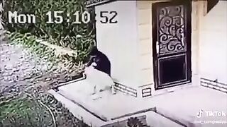 Guy holds down attacking dog until owner arrives
