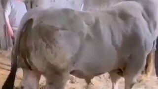 Giant Bull makes Light Work out of Farmer trying to Corner It
