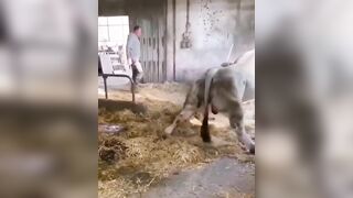 Giant Bull makes Light Work out of Farmer trying to Corner It