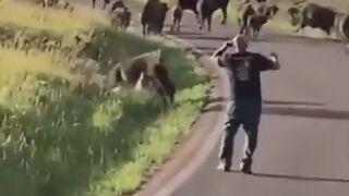 Giant Bison Snatches Female Tourist Quickly and takes Her Pants