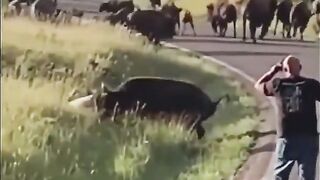 Giant Bison Snatches Female Tourist Quickly and takes Her Pants