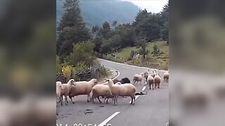 This sheep really wanted him (watch until the end)