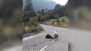 This sheep really wanted him (watch until the end)