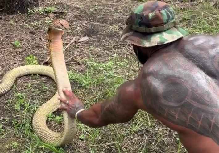 The snake just stood up and squared up to the dude! Balls of Steel!