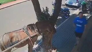 Brazil. Tied Up Horse takes a Bite out of Man's Chest