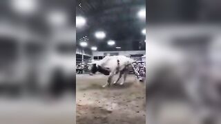 Giant Bull can Jump 10 Feet high No Shot for any Rodeo Rider