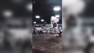 Giant Bull can Jump 10 Feet high No Shot for any Rodeo Rider