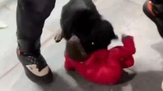 Dog attacks a Barranquilla boy and almost kills him...Strong images