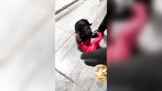 Dog attacks a Barranquilla boy and almost kills him...Strong images